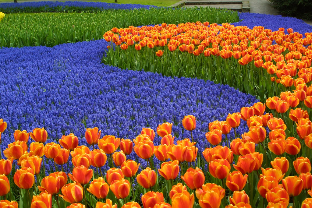 6 Places To Enjoy Tulip Festivals Around The World