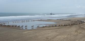 Tranhumance