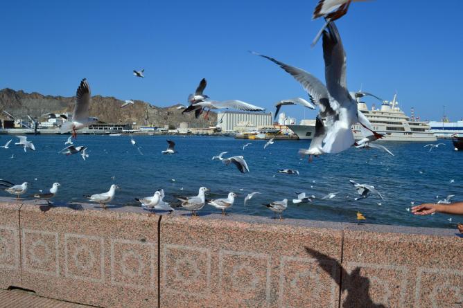 Muscat/MuttrahPort View | © Mohannad Al Badi