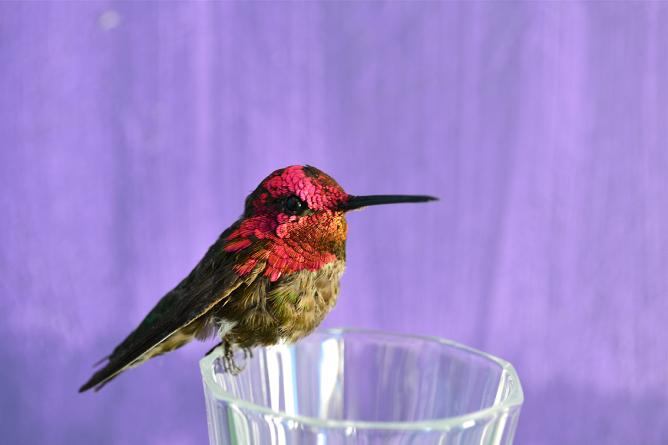 You think this is just a coincidence, 2014, 
crystal glass, taxidermy hummingbird, 6,5 cm x 9 cm x 24 cm | Image Courtesy Heimir Björgúlfsson and Barbara Seiler Gallery