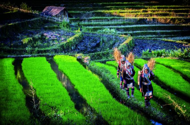 Ahka working in terrace rice field