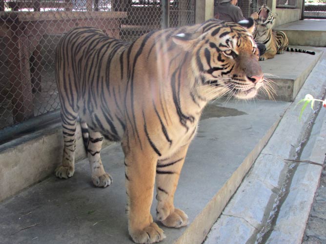 Tiger at the Tiger Kingdom