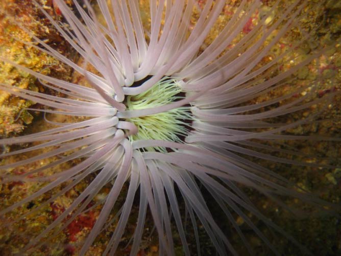 Sea Anemone, Kapas Island