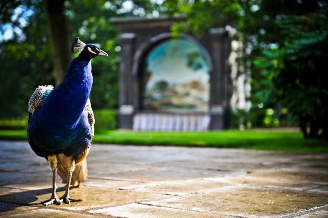 A peacock in the Larmer Tree Gardens | Courtesy of Larmer Tree Gardens