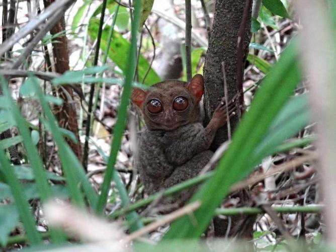 Philipine Tarsier | © Michelle Sarmenta