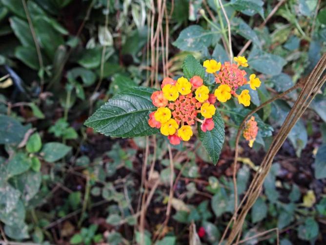 Simply Butterflies Conservation Center |© Michelle Sarmenta
