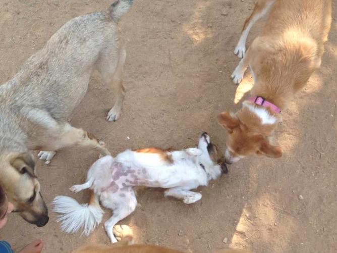 Dogs Of Tel Aviv | © Zo Flamenbaum