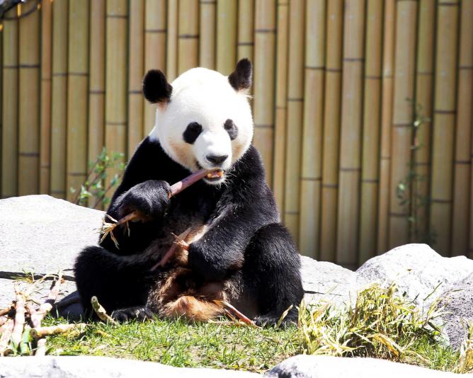 Panda | © Toronto Zoo
