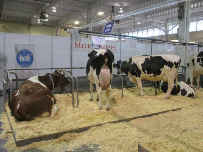 Cows Getting Ready for a Milking Demonstration © Rebecca Bartley