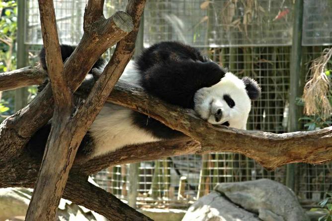 Sleeping Giant Panda at San Diego Zoo