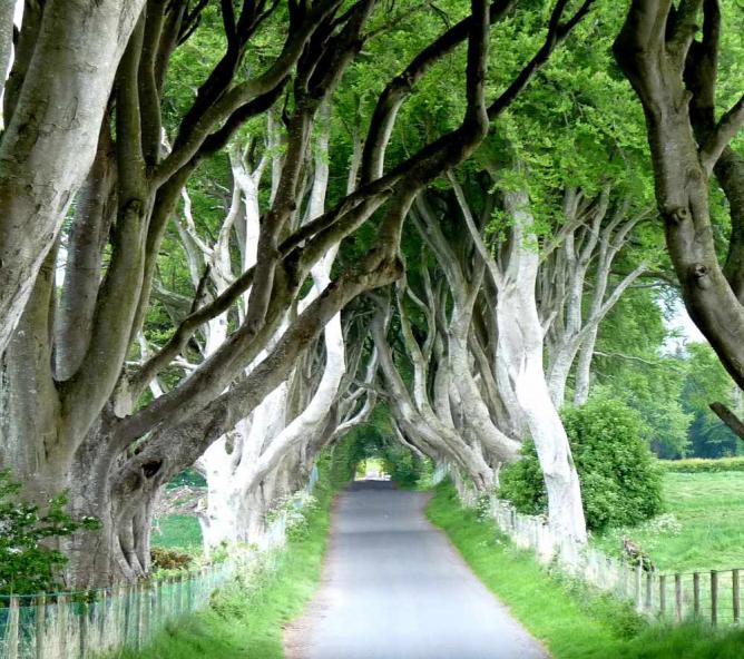 The Dark Hedges, Ballymoney | &#xA9; murielle29/Flickr