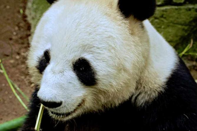 Panda at San Diego Zoo | &#xA9; Mike Boening Photography/Flickr