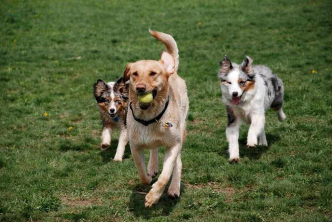 Free Dog Parks Jacksonville Beach Fl Free Dog Parks Jacksonville Beach Fl