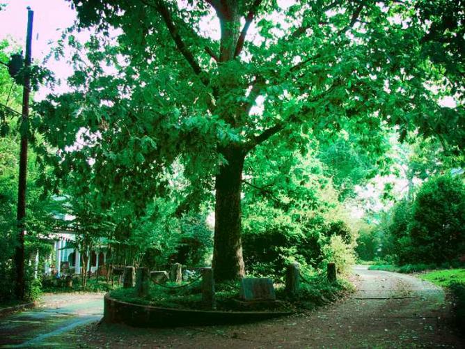 The Tree that owns Itself