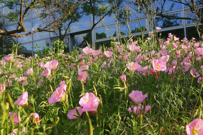 Flowers in the Botanical Garden