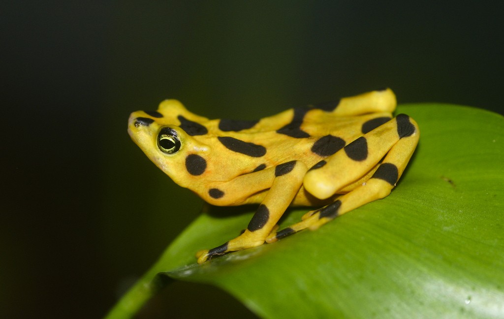 Panamanian Golden Frog (Rana Dorada) | ©Brian Gratwicke/Flickr