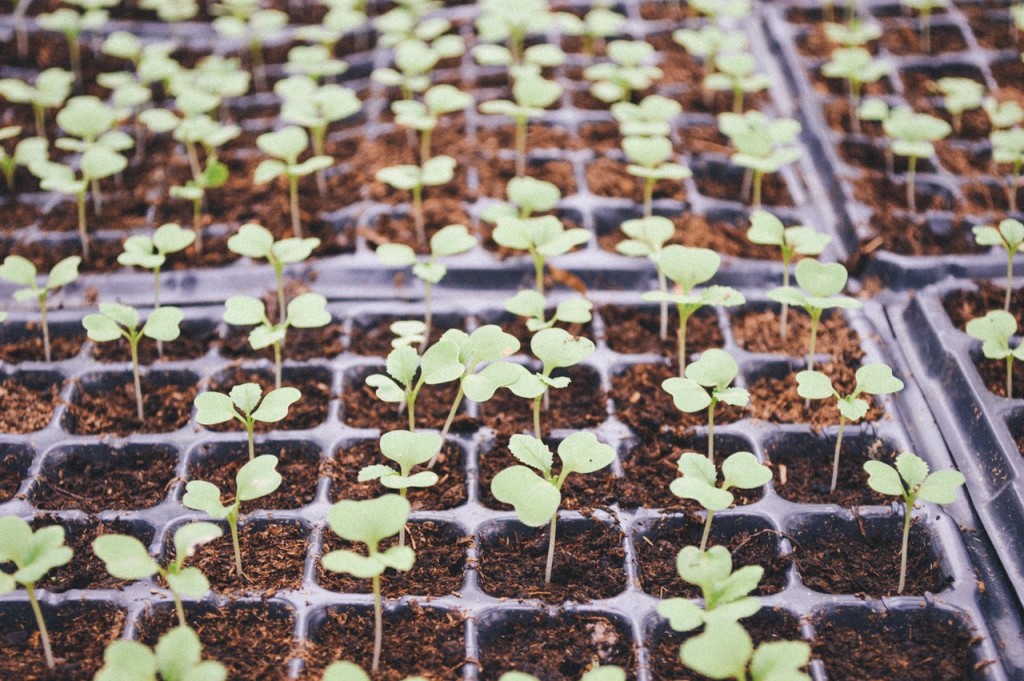 Growing Herbs | ©Pexels