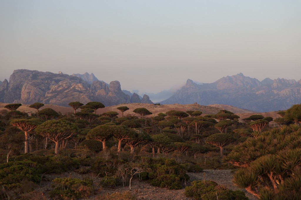 Dragon Blood Trees, Socotra | ©Valerian Guillot/Flickr