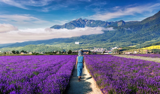Цветы цветут в Фурано | © Kanuman / Shutterstock