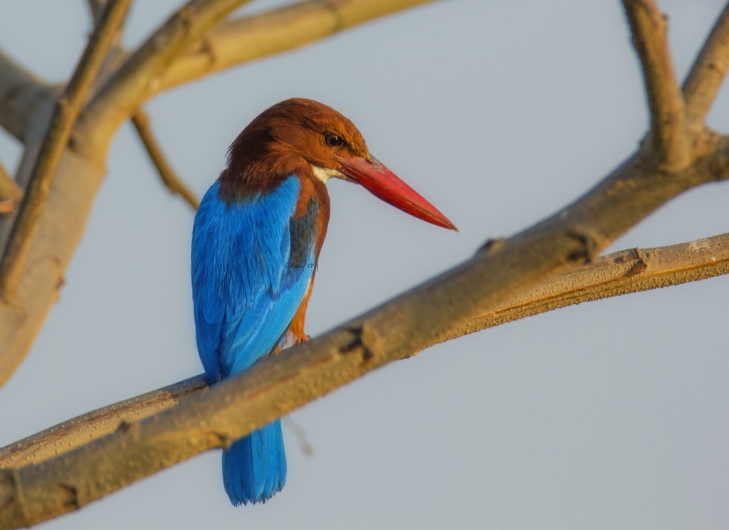 Bird in Mysore India