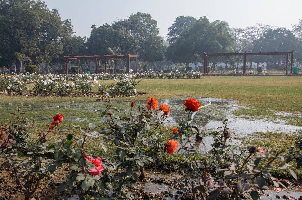 SCTP0092-MITTAL-INDIA-DELHI- NATIONAL ROSE GARDEN -13