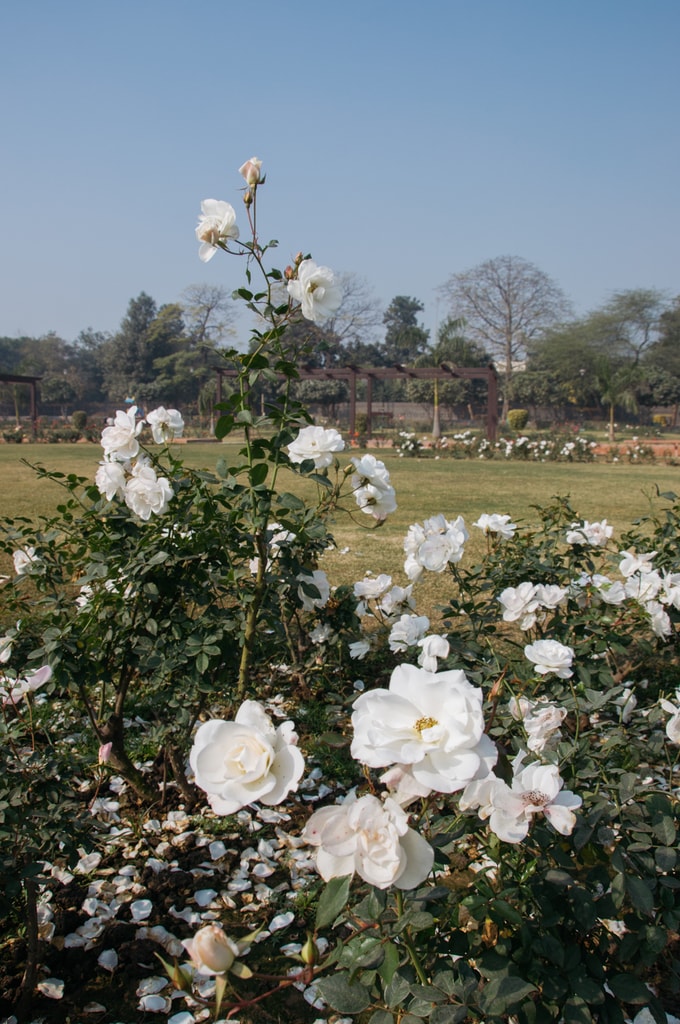 SCTP0092-MITTAL-INDIA-DELHI- NATIONAL ROSE GARDEN -23