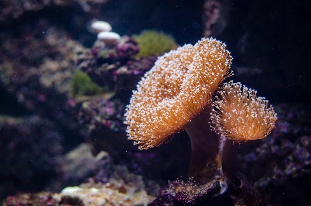 Coral | ©Pixabay