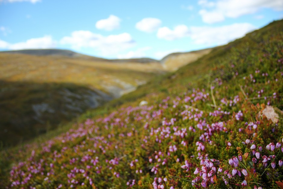 Pallas-Yllästunturi National Park
