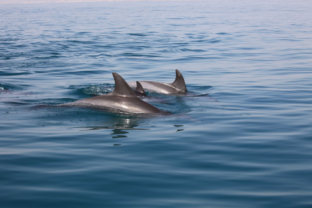 Dolphins / © ninara/Flicker