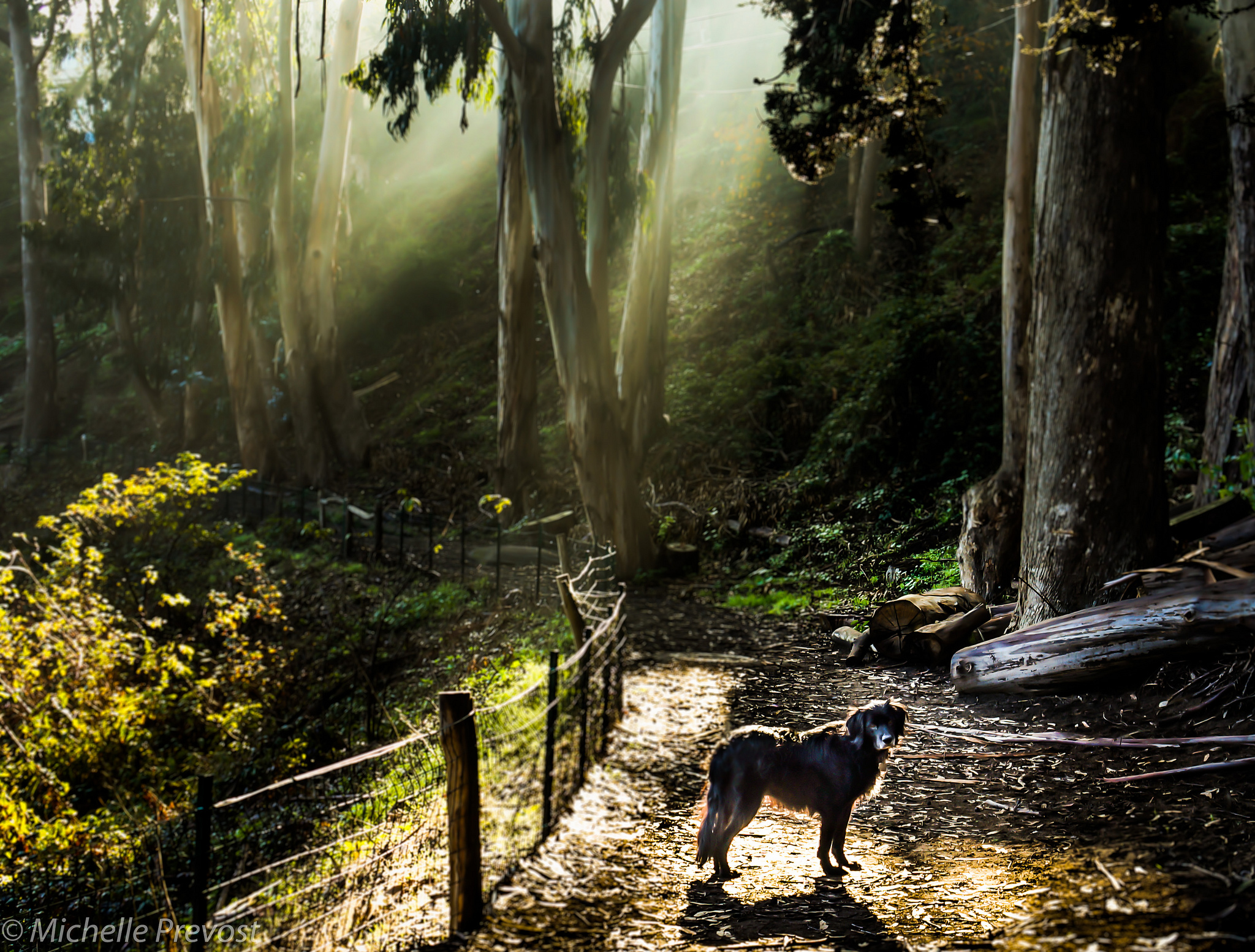 The Top Dog Walking Spots In San Francisco