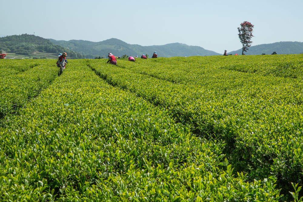 Towns in South Korea, Tea Plantations of Boseong © Meteorite / Shutterstock
