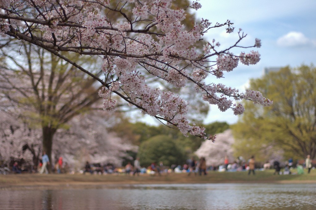 Yoyogi Park © 日本らしさ スナップ プレス / Flickr