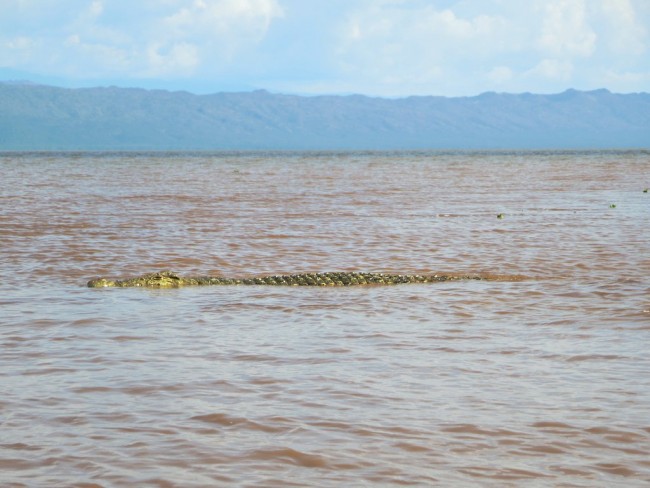 Nile Crocodile | © David Stanley/Flickr