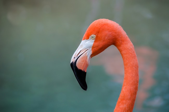 Flamingo | © Robert Claypool/Flickr