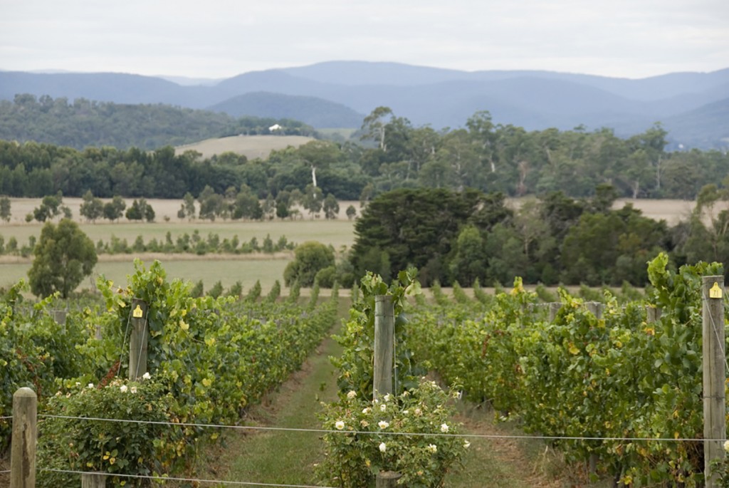 Yarra Valley vineyards at Yarra Yering | © tico24/WikiCommons