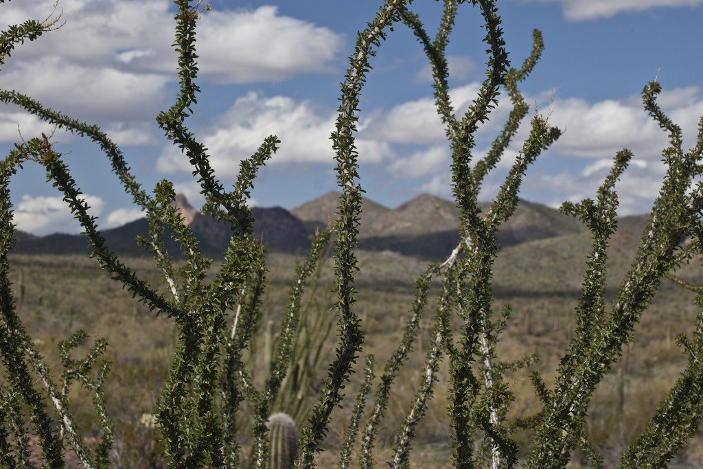 Hikers with dogs are welcome on Cholla Trail © Bureau of Land Management / Flickr