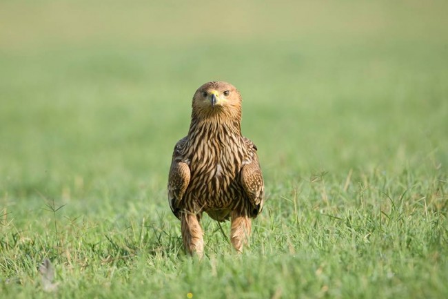 Eastern Imperial Eagle © Thomas Krumenacker