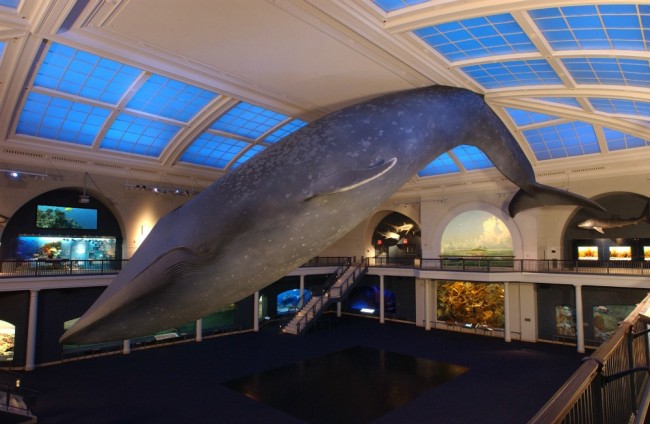 Museum Of Natural History Free After Pm Museum Of Natural History Free After Pm