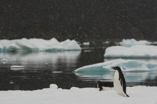 Penguins in the snow | nomis-simon/Flickr