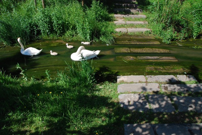 A family of swans at the Koning Boudewijn Park | © Stephane Mignon/Flickr