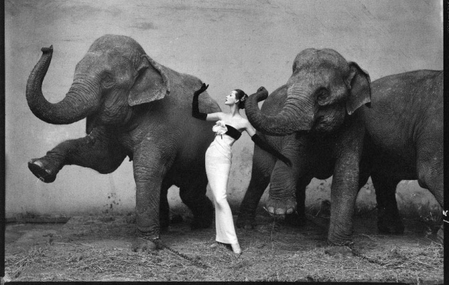 Dovima with elephants, evening dress by Dior, Cirque d’Hiver, August 1955 ©Richard Avedon