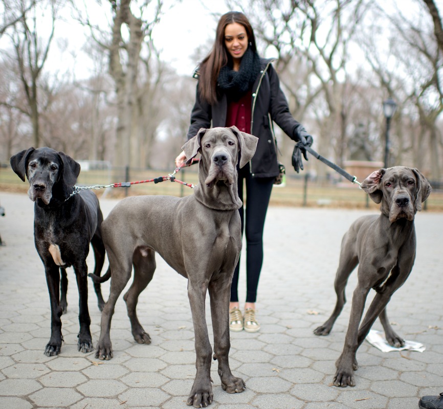Bamm-Bamm, Homer and Marge, Great Danes. Excerpted from The Dogist by Elias Weiss Friedman (Artisan Books). Copyright © 2015. Photographs by The Dogist, LLC.