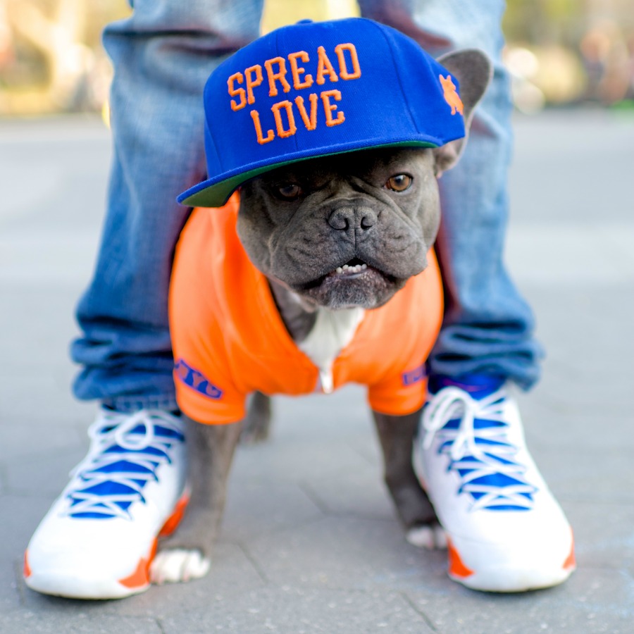 Polo, French Bulldog, 2 years old. Excerpted from The Dogist by Elias Weiss Friedman (Artisan Books). Copyright © 2015. Photographs by The Dogist, LLC.