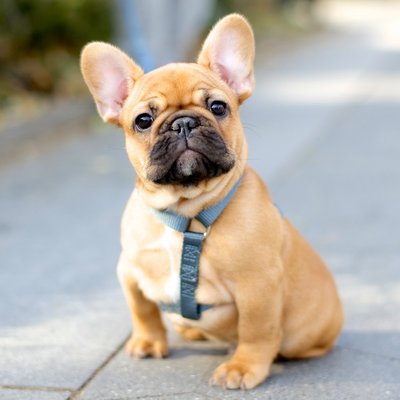 Theodore James Franco Gatsby, French Bulldog, 2 months old. Excerpted from The Dogist by Elias Weiss Friedman (Artisan Books). Copyright © 2015. Photographs by The Dogist, LLC.