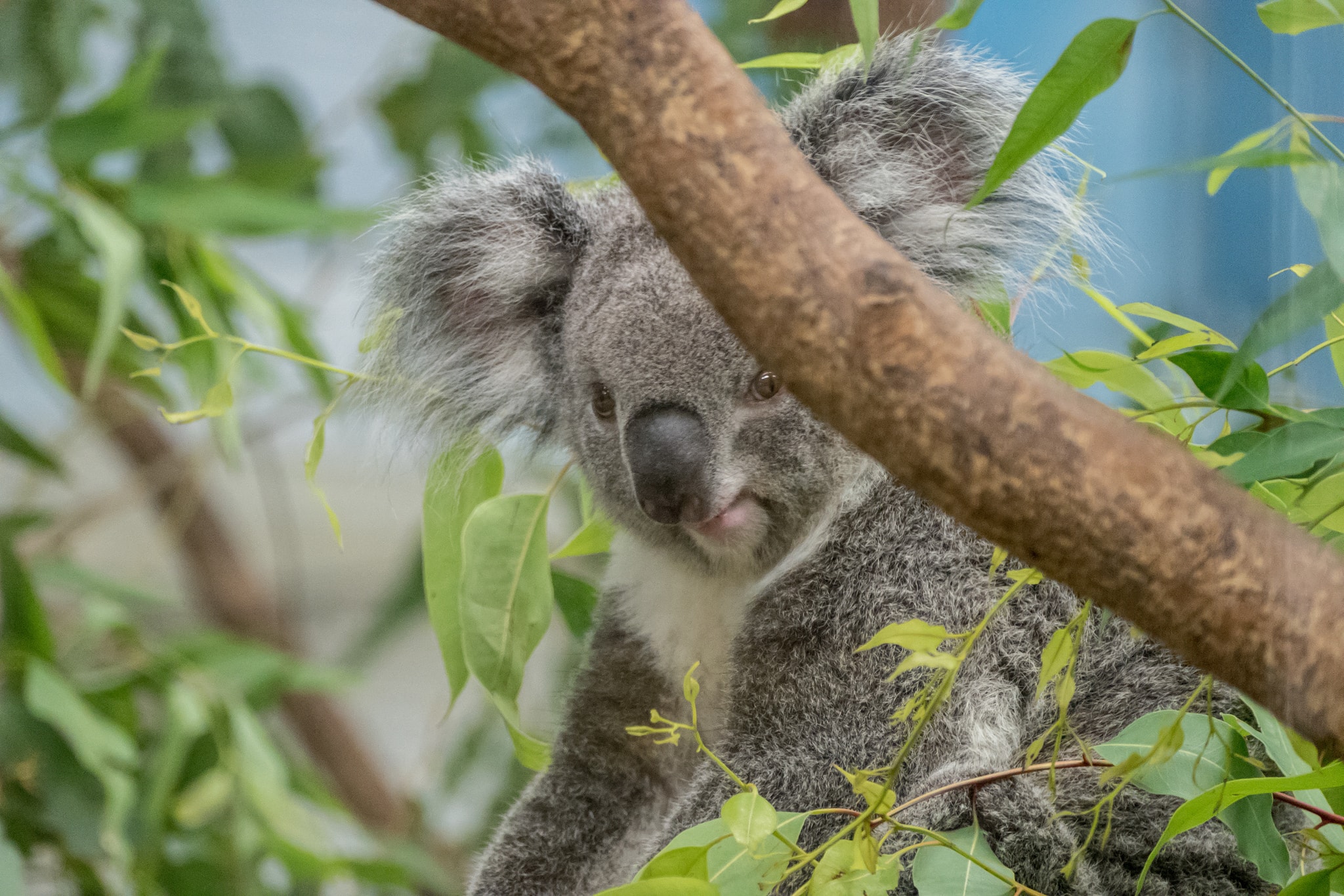 Koala at Taipei Zoo