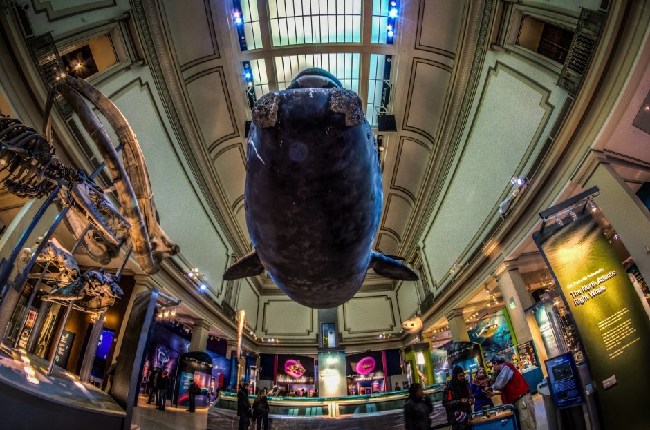 National Museum of Natural History
