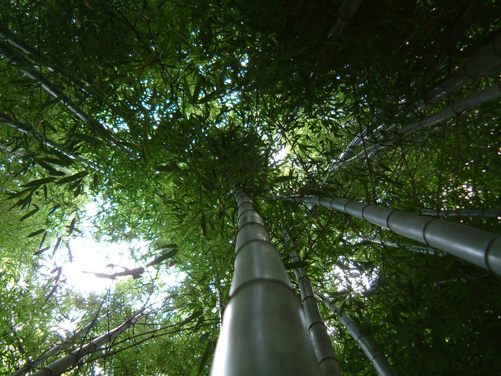 Bamboo at Royal Botanic Gardens, Melbourne | © Matthew Hadley/Flickr