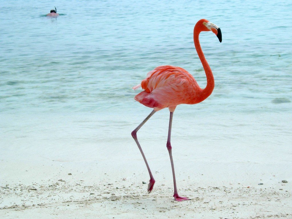 Visit the Parque Natural el Bagá to see crocodiles, turtles, and flamingoes © WEnDy / Flickr