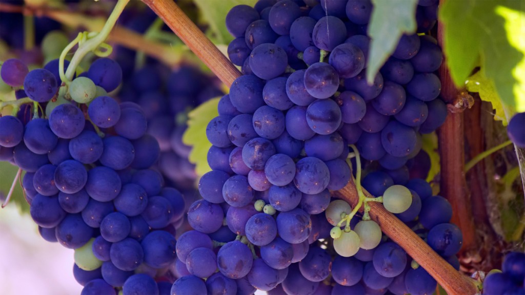 Vines | © Bill Williams / Unsplash