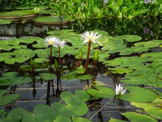 Waterlilies in the Botanic Garden